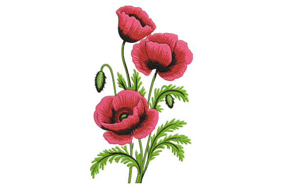 Blooming Red Poppy Flowers Review